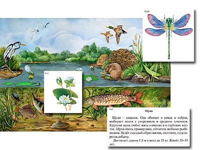 Магнитный плакат-аппликация ''Водоем: биоразнообразие и взаимосвязи в сообществе''