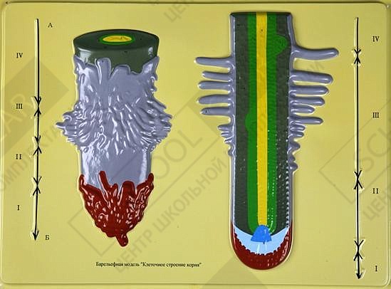 Барельефная модель Клеточное строение корня